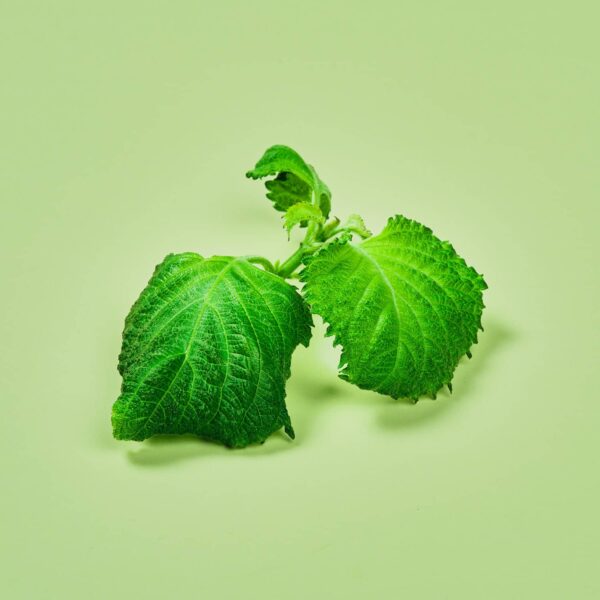 Shiso