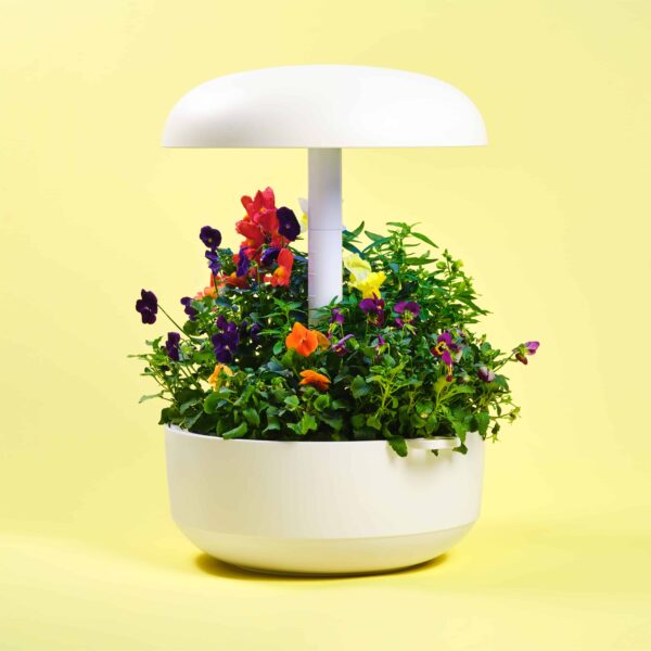 Edible Flowers - Image 2